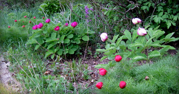 Paeonia species